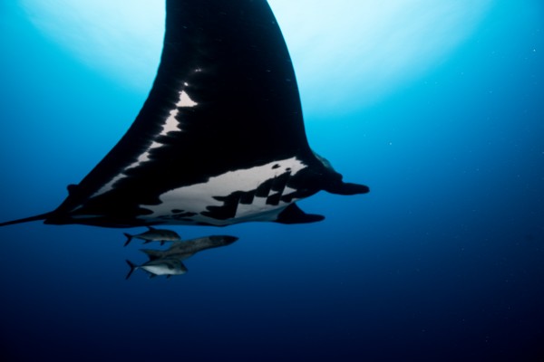 Manta by Michael Brown